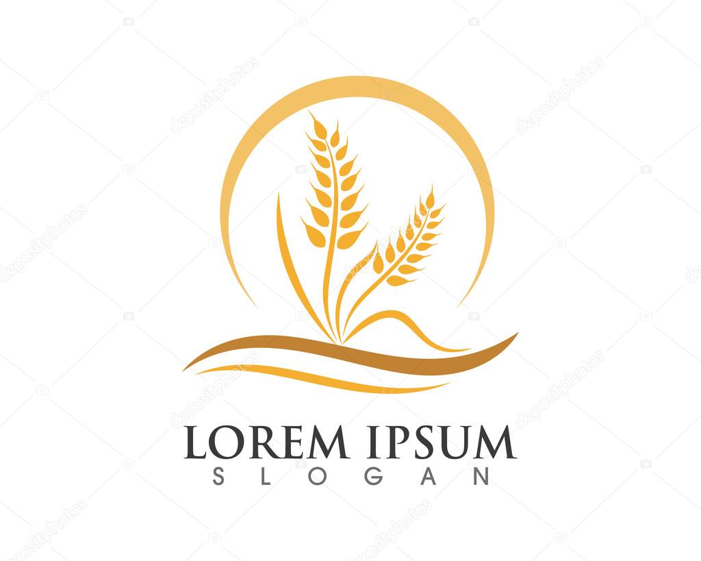 Ears of Wheat, Vector Illustration, Icon of Premium Quality Farm Product in gold color