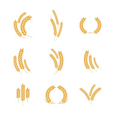 Tarım buğday vektör tasarımı 