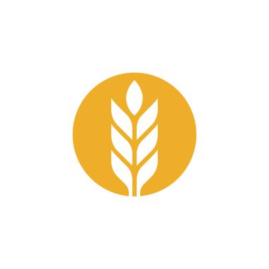 Tarım buğday vektör tasarımı 