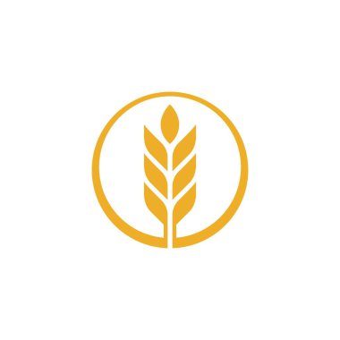 Tarım buğday vektör tasarımı 
