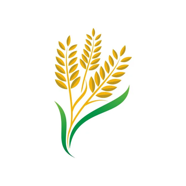 Landwirtschaft Weizen Reis Vektor Symbol Design Vorlage — Stockvektor