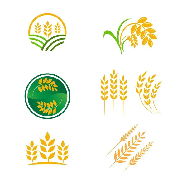 Γεωργία Σιτάρι Ρύζι Διάνυσμα Εικονίδιο Σχεδιασμό Πρότυπο — Διανυσματικό Αρχείο