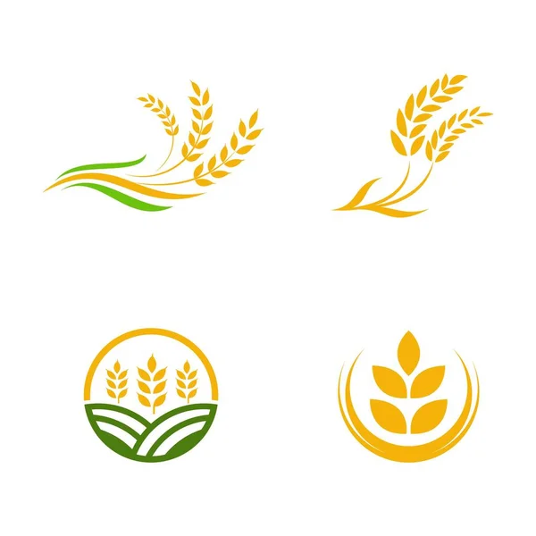 Rolnictwo Pszenica Wektor Ryżu Wzór Wzór Ikony — Wektor stockowy