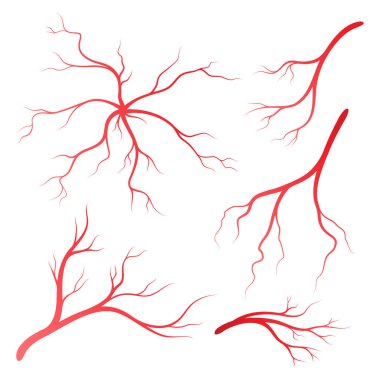 İnsan damarları ve arterler çizim şablonu