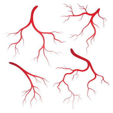 İnsan damarları ve arterler çizim şablonu