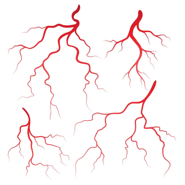 Human Veins Arteries Illustration Design Template — Stock Vector