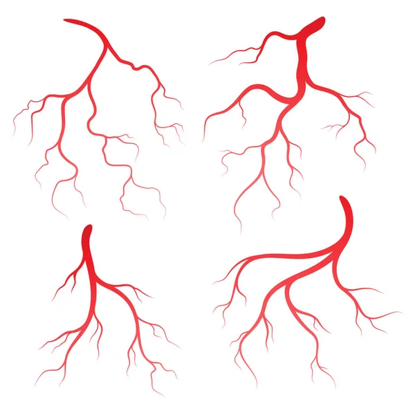 Plantilla Diseño Ilustración Venas Arterias Humanas — Vector de stock