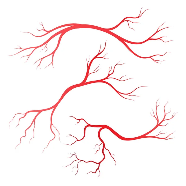 Human Veins Arteries Illustration Design Template — Stock Vector