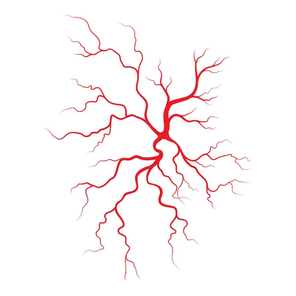 Menschliche Venen Und Arterien Illustration Design Vorlage — Stockvektor