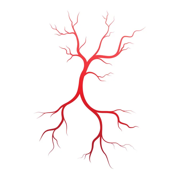 Menschliche Venen Und Arterien Illustration Design Vorlage — Stockvektor