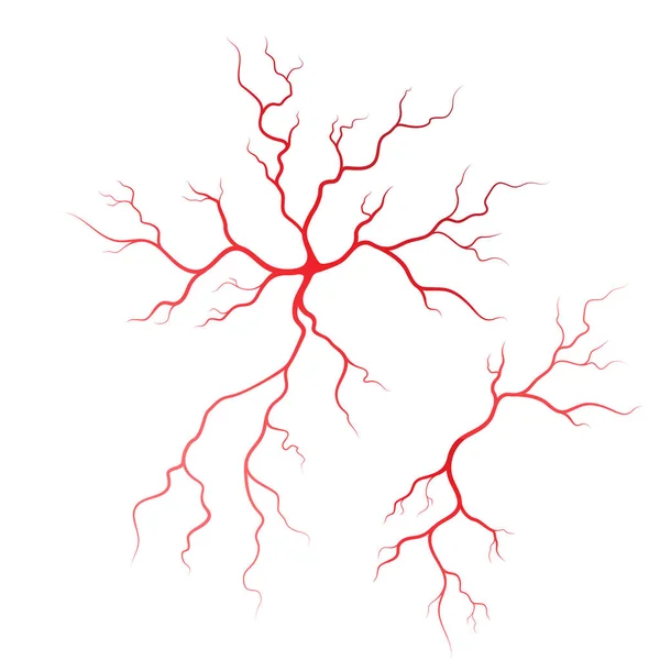 Menschliche Venen Und Arterien Illustration Design Vorlage — Stockvektor