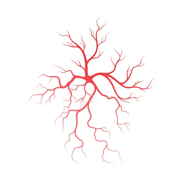 Menschliche Venen Und Arterien Illustration Design Vorlage — Stockvektor