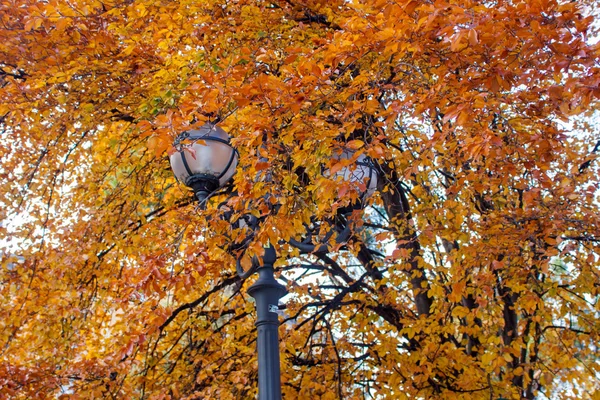 Lampa i höst — Stockfoto