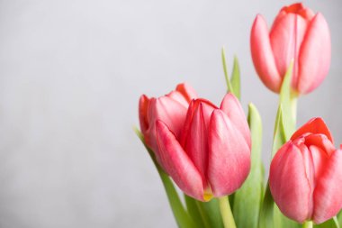 Beyaz arka planda pembe laleler