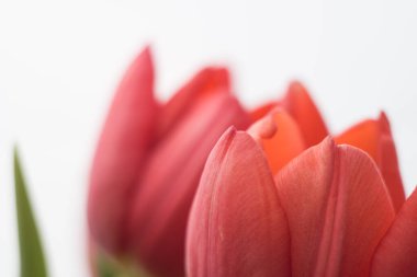 Makro pembe lale yaprakları