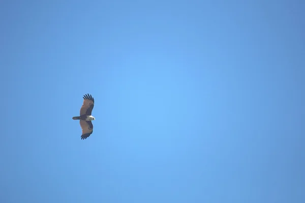 Un aigle volant haut dans le ciel bleu en Malaisie sekinchan — Photo