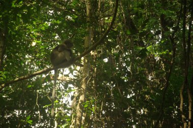Beyaz yüzlü esmer yaprak maymunu ormandaki ağacın tepesinde oturuyor.