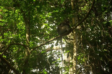 Beyaz yüzlü esmer yaprak maymunu ormandaki ağacın tepesinde oturuyor.