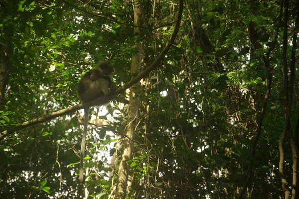 Biały Twarz Ciemny Liść Małpa Siedzi Szczycie Drzewa Lesie — Zdjęcie stockowe
