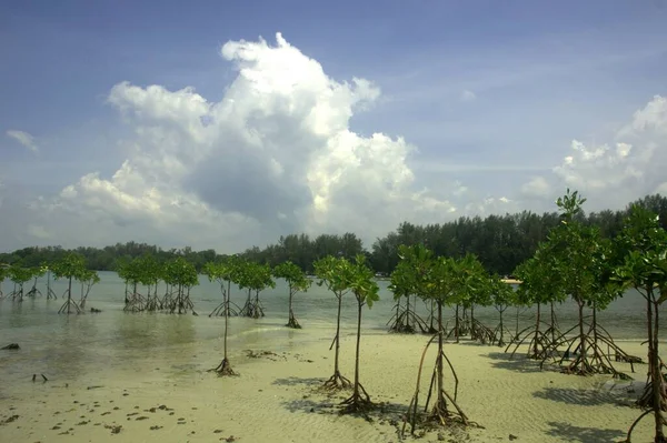 Copaci Mangrove Cultivate Lângă Plaja Din Port Dickson Malaezia — Fotografie, imagine de stoc