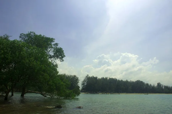 Mangrovenbäume Strandnähe Port Dickson Malaysia — Stockfoto