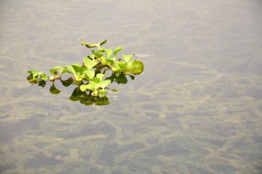 Gölde yüzen duckweeds