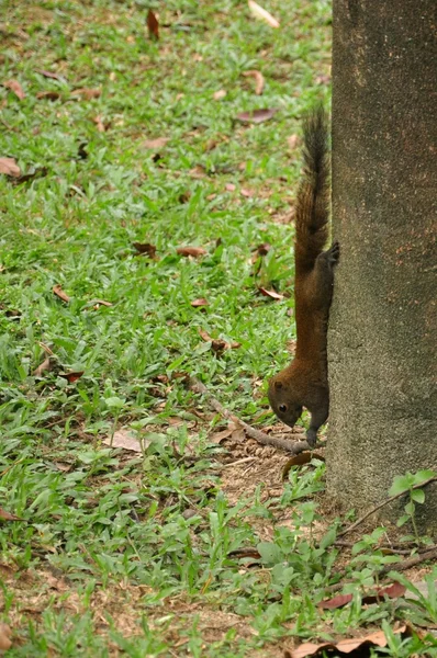 Bardzo ładna wiewiórka znalezienie dla żywności w parku — Zdjęcie stockowe