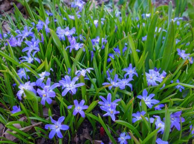 Aptekarskiy Ogorod (Moskova Devlet Üniversitesi Botanik Bahçesi) Bahar Festivali 'nde geçen uzun kıştan sonra ilk çiçekler) 