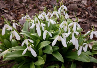 Moskova Devlet Üniversitesi Botanik Bahçesi 'ndeki Bahar Festivali' nde geçen uzun kıştan sonraki ilk çiçekler.