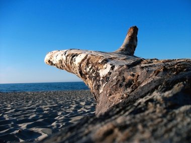 Sahilde Ağaç uzuv
