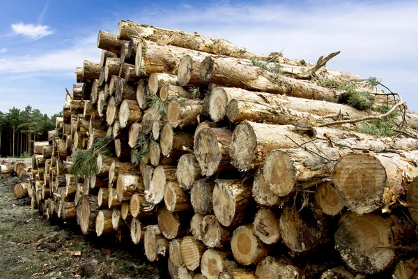 Madera en el bosque - Madera —  Fotos de Stock