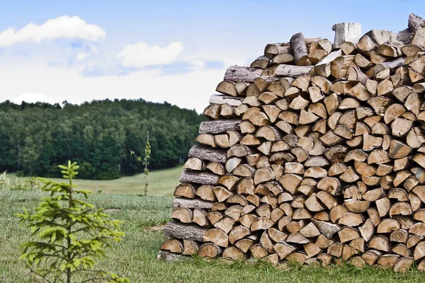 Firewood in Nature - Wood — Stock Photo, Image