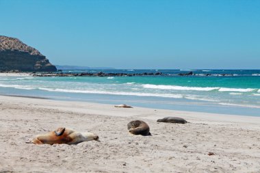 Kumsalda mühür Bay koruma Parkı, Kanguru Adası, Güney Avustralya, Avustralya deniz aslanı.