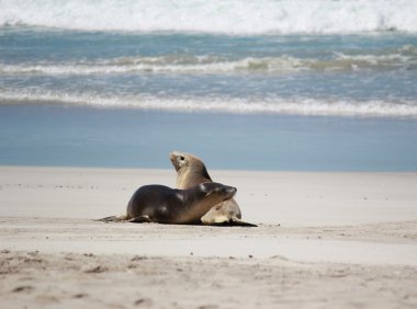 Kumsalda mühür Bay koruma Parkı, Kanguru Adası, Güney Avustralya, Avustralya deniz aslanı.