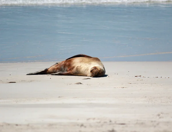 Uchatka australijska na plaży, Seal Bay ochrony parku, Kangaroo Island, Australia Południowa. — Zdjęcie stockowe