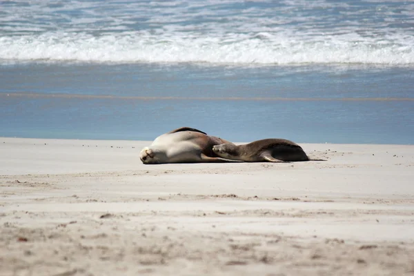 Leão marinho australiano na praia, no Seal Bay Conservation Park, Ilha Canguru, Austrália do Sul . — Fotografia de Stock