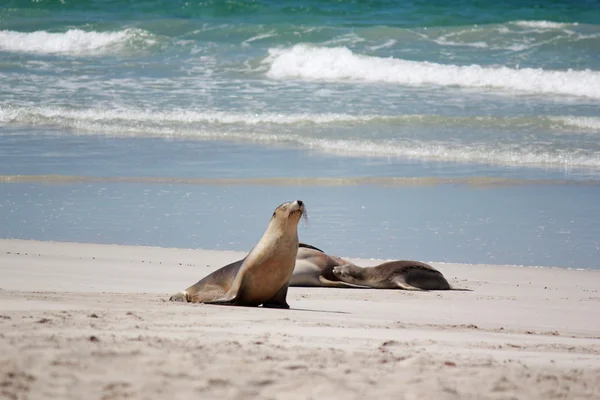 Leão marinho australiano na praia, no Seal Bay Conservation Park, Ilha Canguru, Austrália do Sul . — Fotografia de Stock