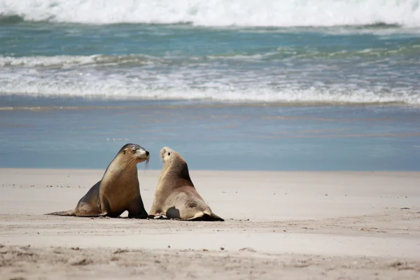 Lachtan na pláži, na Seal Bay Conservation Park, klokaní ostrov, Jižní Austrálie. — Stock fotografie