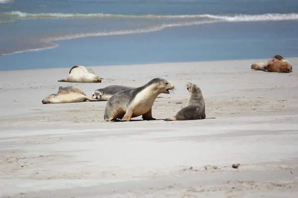 León marino australiano en la playa, en Seal Bay Conservation Park, Isla Canguro, Australia Meridional . —  Fotos de Stock