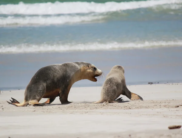 Uchatka australijska na plaży, Seal Bay ochrony parku, Kangaroo Island, Australia Południowa. — Zdjęcie stockowe