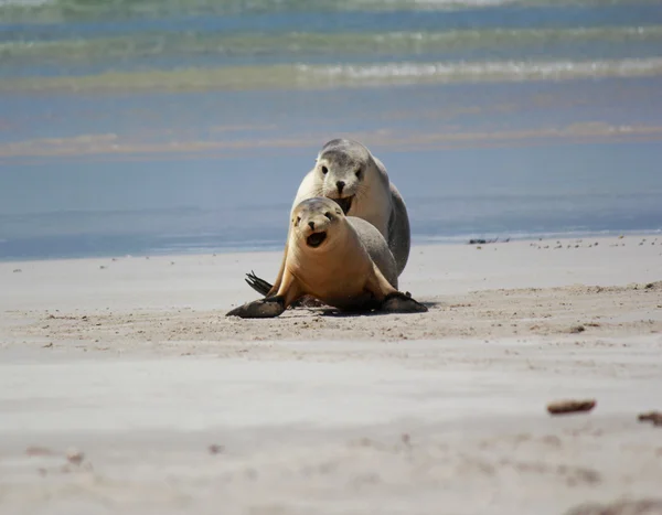 Lachtan na pláži, na Seal Bay Conservation Park, klokaní ostrov, Jižní Austrálie. — Stock fotografie
