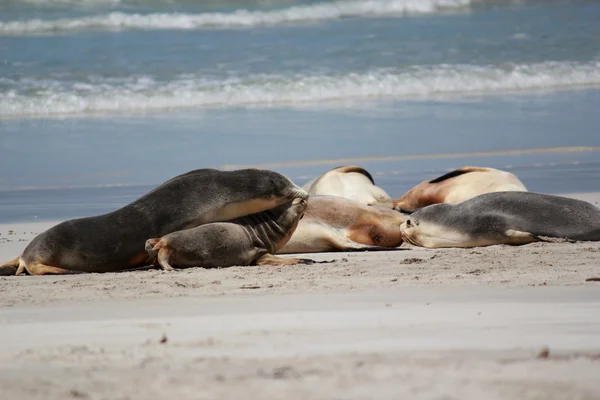 Uchatka australijska na plaży, Seal Bay ochrony parku, Kangaroo Island, Australia Południowa. — Zdjęcie stockowe