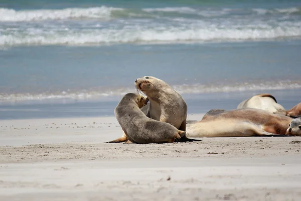 Leone marino australiano in spiaggia, Seal Bay Conservation Park, Kangaroo Island, Australia Meridionale . — Foto Stock