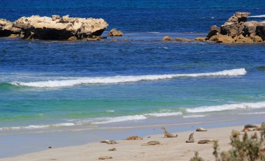 Kanguru Adası sahil şeridi. Güzel mavi okyanus su, deniz manzarası. Güney Avustralya