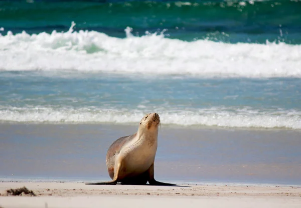 Uchatka australijska na plaży, Seal Bay ochrony parku, Kangaroo Island, Australia Południowa. — Zdjęcie stockowe