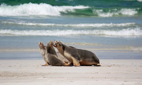 Lachtan na pláži, na Seal Bay Conservation Park, klokaní ostrov, Jižní Austrálie. — Stock fotografie