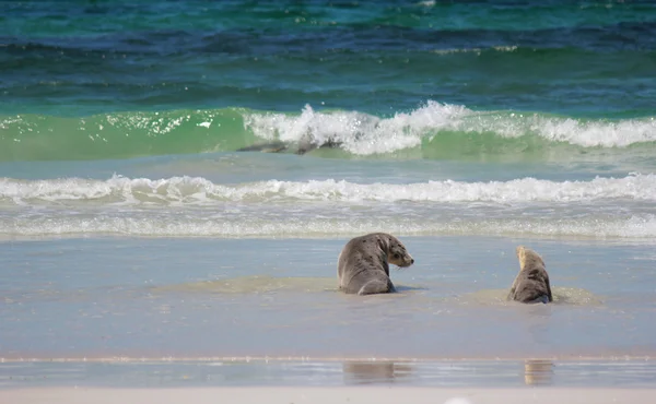 물개만 보존 공원, 캥거루 섬, 사우스 오스트레일리아에서 해변에서 호주 바다 사자. — 스톡 사진