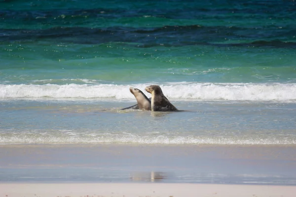 Lachtan na pláži, na Seal Bay Conservation Park, klokaní ostrov, Jižní Austrálie. — Stock fotografie