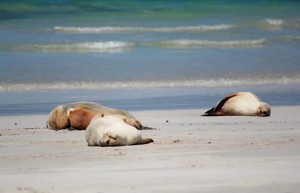 Австралийский морской лев на пляже, в Seal Bay Conservation Park, остров Кенгуру, Южная Австралия . — стоковое фото