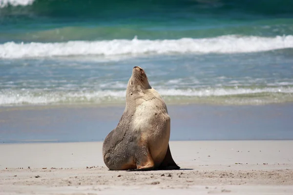 Australian sea lion at the beach, at Seal Bay Conservation Park, Kangaroo Island, South Australia. — Stock Photo, Image